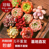 多肉植物盆栽綠植花卉室內(nèi)玉露錢串紅寶石書桌擺件玫瑰 10顆多肉隨機不重復 圖片文字有說明 曬單實拍圖