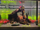 BESSN豐年蝦卵可孵化大紅卵超細卵鹵蟲新卵魚苗孔雀斗魚開口飼料 高干度 大紅卵200g+11件套 曬單實拍圖