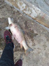 滑輪彈弓射魚神器打魚槍精準(zhǔn)魚鏢套裝大威力速射不銹鋼頂卡獵魚器 滑輪弓套裝【萬品30金屬漁輪】 曬單實(shí)拍圖