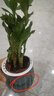 綠有意綠蘿籮發(fā)財樹綠植盆栽花卉室內吸除甲醛桌面水培懶人植物四季好養(yǎng) 【灰色南瓜】富貴竹 曬單實拍圖