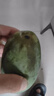 廣西金煌芒新鮮芒果10斤當季熱帶水果大青芒超大特大水仙芒果包郵 9斤 【特大果】單果600g+丨不甜包賠 曬單實拍圖