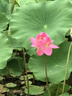 畢亞茲 超六類穿孔式網(wǎng)線水晶頭 CAT.6A金屬屏蔽RJ45網(wǎng)絡(luò)接頭通孔3U工程級RJ45網(wǎng)絡(luò)接頭 100個裝 曬單實拍圖