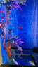 錦鯉魚金魚活魚黃金鯉黑錦鯉紅色魚白錦鯉小型耐活好養(yǎng)冷水蝴蝶鯉 10-12cm黑白紅黃四色6條 曬單實(shí)拍圖