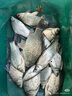 阿瑪迪斯德高拉釣魚(yú)服男款夏季遮面皮膚衣垂釣透氣冰絲路亞防曬衣戶(hù)外遮陽(yáng)杉 風(fēng)暴藍 M 曬單實(shí)拍圖