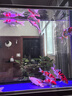 錦鯉活魚觀賞魚冷水魚淡水魚錦鯉活體魚苗錦鯉魚苗紅白錦鯉大型 紅白5條三色4條20-25cm 曬單實(shí)拍圖