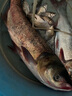 老鬼（OLDGHOST）魚(yú)餌 一包餌一筐魚(yú)大板鯽250g 一包搞定鯽鯉草鳊翹嘴魚(yú)食餌料 曬單實(shí)拍圖