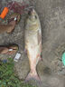 一味VIX魚(yú)竿化氏超輕超硬鰱鳙釣魚(yú)竿手竿臺(tái)釣竿野釣魚(yú)桿手桿 8.1m 【現(xiàn)貨】冰藍(lán)粉VIX 曬單實(shí)拍圖