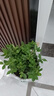 帶花苞濃香型梔子花室內(nèi)綠植盆栽四季開花桌面花卉凈化空氣好養(yǎng)活 大盆梔子花+原盆原土+帶花苞+肥料 曬單實拍圖