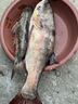 化氏暮色魚竿手竿高碳釣魚竿輕硬大物竿臺(tái)釣竿鯉魚鯽魚桿化氏暮色漁具套裝 4.5m 5H28調(diào)全能版+釣魚配件 曬單實(shí)拍圖