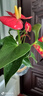 紅掌盆栽白粉掌一帆風(fēng)順帶花特大號(hào)花卉室內(nèi)客廳面水培植物好養(yǎng) 土培加侖盆-紅掌約30cm 帶盆栽好 曬單實(shí)拍圖