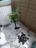 聽(tīng)雪樓名貴小葉紫檀盆景樹(shù)樁室內(nèi)花卉植物辦公桌面綠植樹(shù)苗盆栽h 歪型老樁獨(dú)干 含原盆 曬單實(shí)拍圖