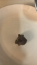 獐子島即食海參大連遼刺參參萌萌冷凍開袋緩化即食非淡干袋裝鮮食海參 即食海參 1000g 2袋16-20頭 曬單實拍圖