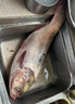 武漢天元鄧剛金版浮釣鰱鳙顆粒野釣手竿花白鰱鳙大胖頭草莓味餌料 天元鄧剛【浮釣鰱鳙】 5包 曬單實(shí)拍圖