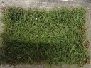 瑯闕真草坪帶土草皮庭院綠化鋪墊帶泥土精品果嶺草1平方源頭直發(fā) 曬單實(shí)拍圖