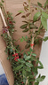 四季開(kāi)花薔薇花苗多花月季花苗特大花大苗濃香型爬藤攀援植物歐月 紅龍1-1.3米左右【精選大苗】 曬單實(shí)拍圖