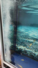 徹朗魚(yú)缸氧氣泵超靜音家用小型氧氣泵養魚(yú)水族箱打氧機魚(yú)缸增氧泵 8W+2個(gè)10cm納米霧化氣盤(pán)套餐 曬單實(shí)拍圖