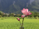 佳能（Canon） EOS 200D二代 200d2代單反相機入門單反vlog迷你單反數(shù)碼照相機 200DII 18-55黑色+佳能小痰盂雙鏡頭套裝 套餐一【128G內(nèi)存卡~抗震防雨包~Vlog套裝】 曬單實拍圖
