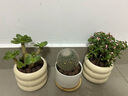 沭之美多肉植物綠植花卉叢生金枝玉葉+金錢(qián)木+米色甜甜圈陶瓷盆源頭直發(fā) 曬單實(shí)拍圖