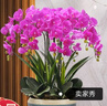 植伴蝴蝶蘭盆栽喬遷開(kāi)業(yè)商務(wù)慶典鮮花速遞同城室內(nèi)植物花卉上海配送花 好運(yùn)連連--10株蝴蝶蘭盆栽（花盆類(lèi)似） 曬單實(shí)拍圖