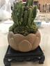 京厽仙人掌多肉植物盆栽萬重山室內(nèi)仙人球辦公室桌面好養(yǎng)綠不支持退貨 萬重山蓮花盆+苔蘚+復(fù)古底座+肥料 帶盆栽好 曬單實(shí)拍圖