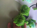卷毛羊毛卷扭扭棒超密毛根加密毛絨手工di材料泡泡瑪特星星人頭發(fā) 加粗加密羊毛卷（純白） 【拿樣價】5根每根1米 曬單實拍圖