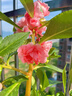 鳳仙花觀(guān)察套裝兒童種植小盆栽幼兒園小學(xué)生科學(xué)實(shí)驗種不支持退貨 鳳仙花混色觀(guān)察套裝到手11件 曬單實(shí)拍圖