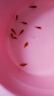 卡奇魚(yú) 觀(guān)賞魚(yú)活體 胎生魚(yú) 黑瑪麗 皮球魚(yú) 小型魚(yú) 曼龍 熱帶魚(yú)觀(guān)賞魚(yú) 紅球月光10條 曬單實(shí)拍圖
