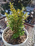 小葉瓜子黃楊樹(shù)苗 小葉冬青苗 豆瓣黃楊小苗四季常綠綠籬耐寒植物 【帶土球】瓜子黃楊毛球  冠20cm 曬單實(shí)拍圖