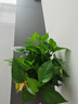 雙盟綠蘿盆栽除甲醛花卉綠植辦公室新房?jī)艋諝?80加侖4盆裝源頭直發(fā) 曬單實(shí)拍圖