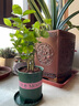 開時(shí)果 茉莉花盆栽濃香型 桌面綠植物陽(yáng)臺(tái)花卉樹苗盆景擺件源頭直發(fā)包郵 精選茉莉花3-6株【加侖盆】 曬單實(shí)拍圖