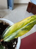 金典（SATINE）純牛奶 3.6g原生乳蛋白 原生高鈣 伊利牛奶整箱送禮 金典純牛奶200ml*12盒*1箱 曬單實拍圖