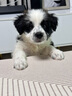 皇家狗糧 幼犬狗糧幼犬奶糕寵物中型犬MEJ32 全價(jià)犬糧 2-12月 4KG 曬單實(shí)拍圖
