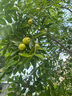 新越昌暉PU涂掌手套 12雙/包 勞保手套 尼龍浸膠耐磨防滑工作防護(hù)手套B11429 曬單實(shí)拍圖