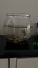高清魚缸 生態(tài)缸桌面溪流缸迷你金魚缸小型水族箱養(yǎng)魚龜缸PET 小mini魚缸【超清8K高透/摔不碎/久用不糊】 曬單實拍圖