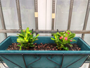 【帶盆種植好】虎刺梅盆栽花卉海棠花鐵海棠四季開花植物室內(nèi)外種 虎刺梅2盆+原土發(fā)貨 曬單實(shí)拍圖