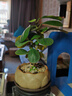 八芽盆栽小盼菩提樹植物室內(nèi)禪意盆景辦公室桌面好養(yǎng)綠植源頭直發(fā)包郵 蓮花盆菩提（含紫砂托盤） 曬單實拍圖