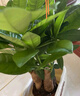 植男植女發(fā)財(cái)樹(shù)室內(nèi)桌面懶人三樁盆栽花卉鮮活好養(yǎng)護(hù)觀葉耐旱源頭直發(fā) 曬單實(shí)拍圖
