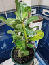 沙漠玫瑰盆栽重瓣花卉庭院植物耐旱室內(nèi)四季陽臺盆景懶人好養(yǎng)綠植 沙漠玫瑰【三色堇】3年老樁+加侖盆 曬單實拍圖