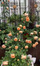 【1米6大苗】薔薇花苗藤本月季特大花爬藤植物四季花卉盆栽玫瑰花 粉龍沙寶石1米6-高左右 曬單實(shí)拍圖