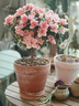 杜鵑花盆栽花卉植物室內陽(yáng)臺四季開(kāi)花鮮花帶花苞樹(shù)苗綠植好養易活 大苗杜鵑花紅色+粉色原盆 曬單實(shí)拍圖