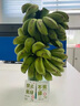 禁止蕉綠芭蕉小米蕉整串鮮切水培香蕉水果可食用焦慮辦公室內(nèi)綠植 2-3斤丨優(yōu)選-不含花瓶 曬單實拍圖
