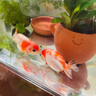 修正土霉素片魚(yú)藥專(zhuān)用藥鯉爛尾爛肉養魚(yú)抗菌消炎魚(yú)病水族烏龜藥黃粉 水族土霉素片水產(chǎn)用100片/瓶 金魚(yú)觀(guān)賞魚(yú)水產(chǎn)養殖用金魚(yú)爛身魚(yú)用凈水 曬單實(shí)拍圖