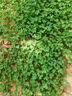 瑋藝進(jìn)口草坪種子草籽四季青免修剪護坡綠化草坪草耐寒耐旱矮生草種子 紅三葉凈籽1斤 曬單實(shí)拍圖