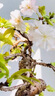 引進(jìn)櫻花樹(shù)苗花卉矮化微型盆景綠植物室內外四季開(kāi)花不斷櫻花盆栽 朱雀【進(jìn)口櫻花】八年苗2.0公分 不含盆 曬單實(shí)拍圖