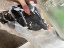 漢溪鳳原種泰和烏雞  林間散養(yǎng) 180天烏雞 生鮮 625g 曬單實(shí)拍圖