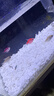 壽禾 白石子鵝卵石魚缸造景鋪路花盆綠植裝飾 6-9mm白卵石 2000g 曬單實拍圖