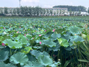戀上偏光太陽(yáng)鏡男款鋁鎂墨鏡運(yùn)動(dòng)遮陽(yáng)駕駛眼鏡騎行鏡3043槍灰框灰色 曬單實(shí)拍圖