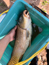 陀螺牌土肥富SM海夕特研釣針有倒刺血槽鉤尖競技釣魚鉤野釣鯽鯉綜合漁鉤 特研SM海夕 4# 曬單實拍圖