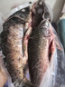 跑山密水農(nóng)家【冰鮮】水庫鯽魚2斤凈重 活魚現(xiàn)殺 燒烤 寶寶食材源頭直發(fā) 曬單實(shí)拍圖