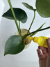 史丹利水培植物營(yíng)養液富貴竹專(zhuān)用郁金香水仙花室內盆栽通用型肥料 水培植物營(yíng)養液125ml*4 史丹利榮譽(yù)出品 曬單實(shí)拍圖